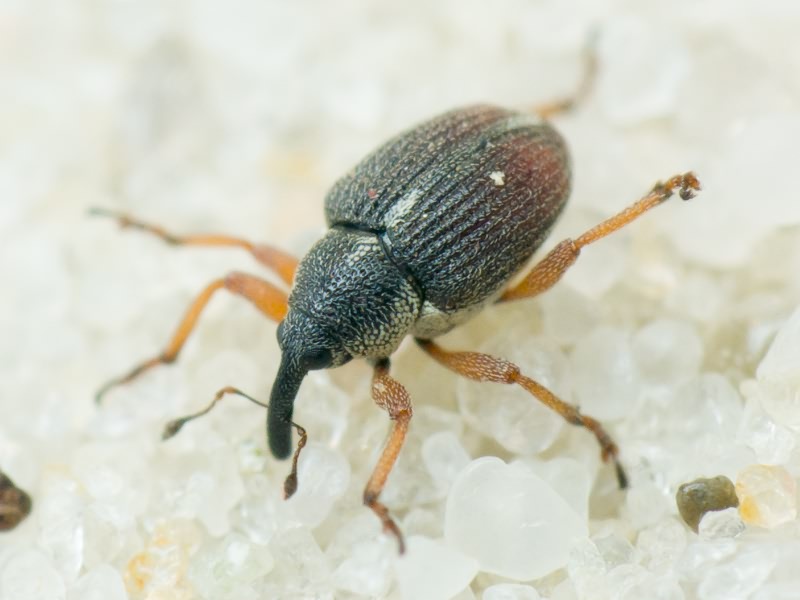 Amalus scortillum (Herbst, 1795)